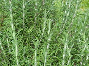 Rosemary Delights the Senses