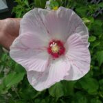 Hibiscus Peppermint Flare