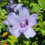 Hibiscus variety Blue Angel