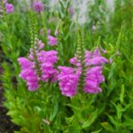 Obedient plant in flower