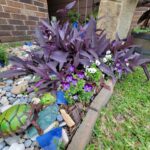 Purple heart plant for groundcover