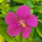 Rock Rose flower