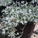Silver ponyfoot for groundcover