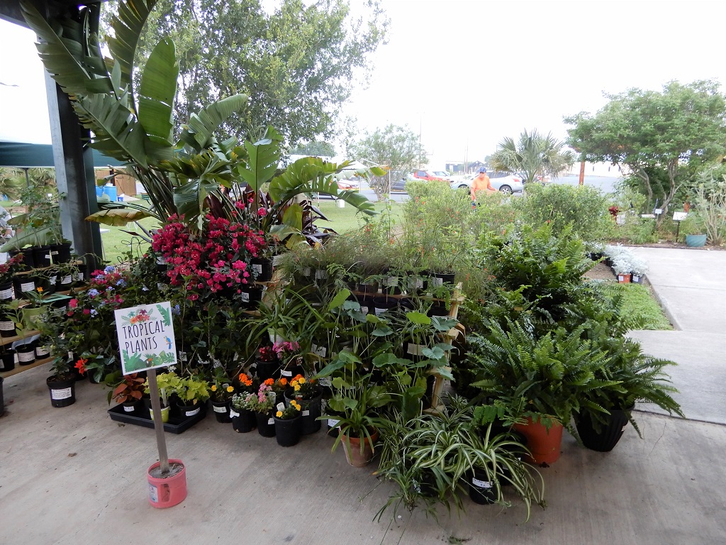 Spring 2019 plant sale - tropical plants