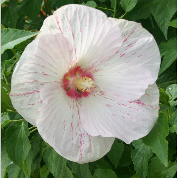 peppermint flare hibiscus