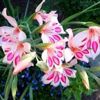 Gladiolus-Impressive