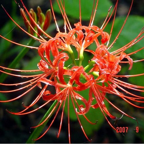 Red Spider Lilly
