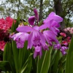 Chinese-ground-orchid