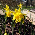 Daffodill Campernelle
