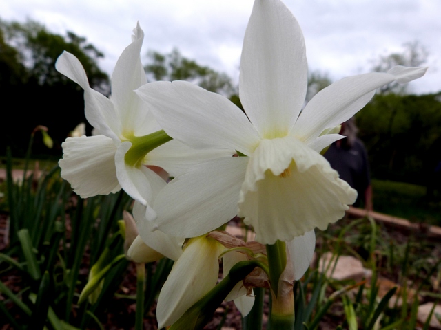 Narcissus 'Thalia'
