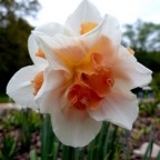 Daffodil-Replete