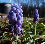 Grape-Hyacinth-Blue-Spike