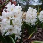 Hyacinth-White-Pearl
