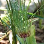 Allium Vineale 'Dready' 
