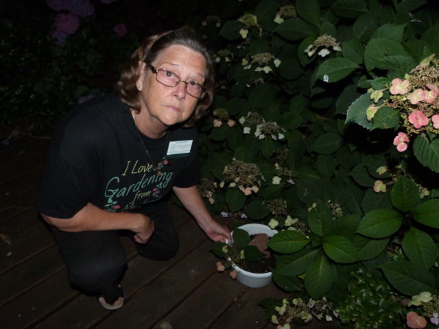 Kay Miller shows one of her trial hydrangea propagations