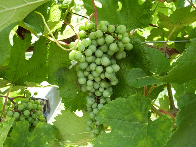 Herbemont grape vine 160611