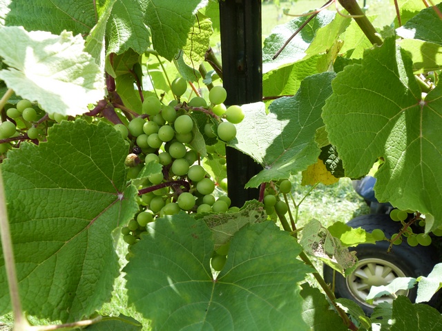 Triumph grape vine 160611