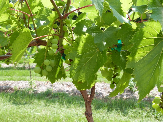 Miss Blanc grape vine 160611