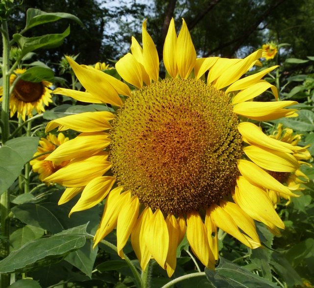 http://txmg.org/cbmg/files/2016/07/Sunflower002-160615-wr.jpg