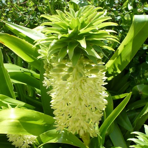 Pineapple lily
