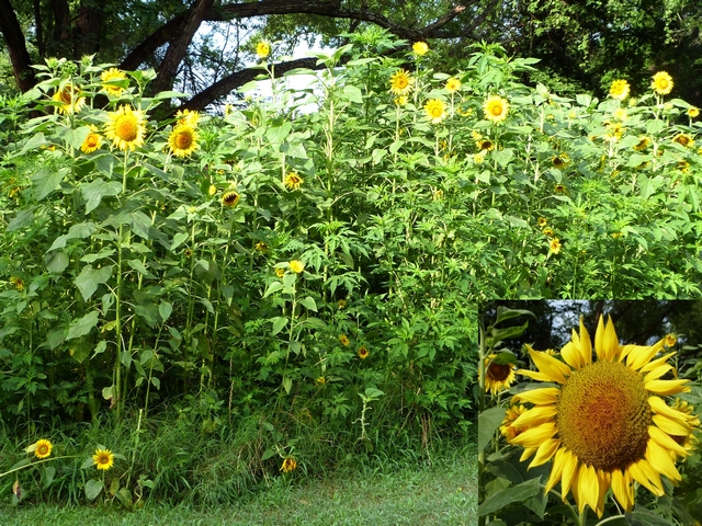 http://txmg.org/cbmg/files/2016/12/Sunflowers001-160615_cr.jpg