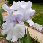 Bearded-iris-Fogbound