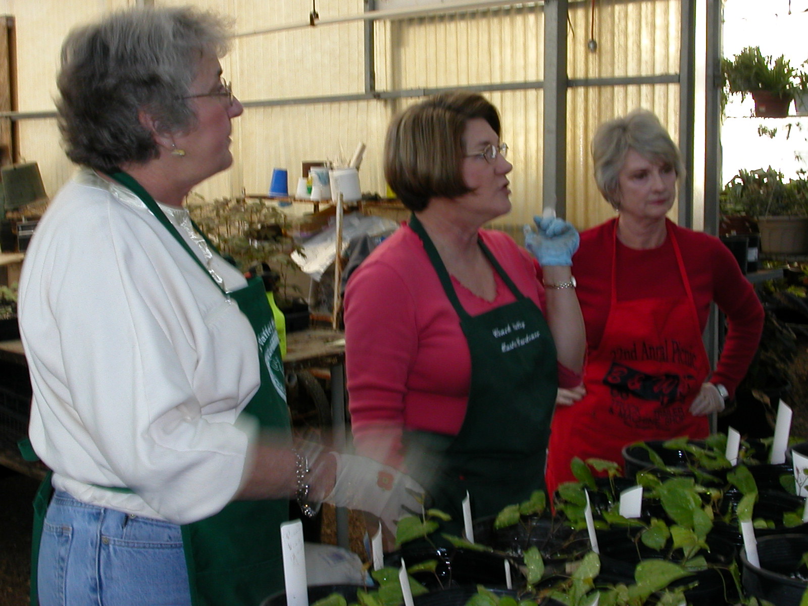 Propagating plants in the greenhouse to prepare for the annual Master Gardener plant sale.