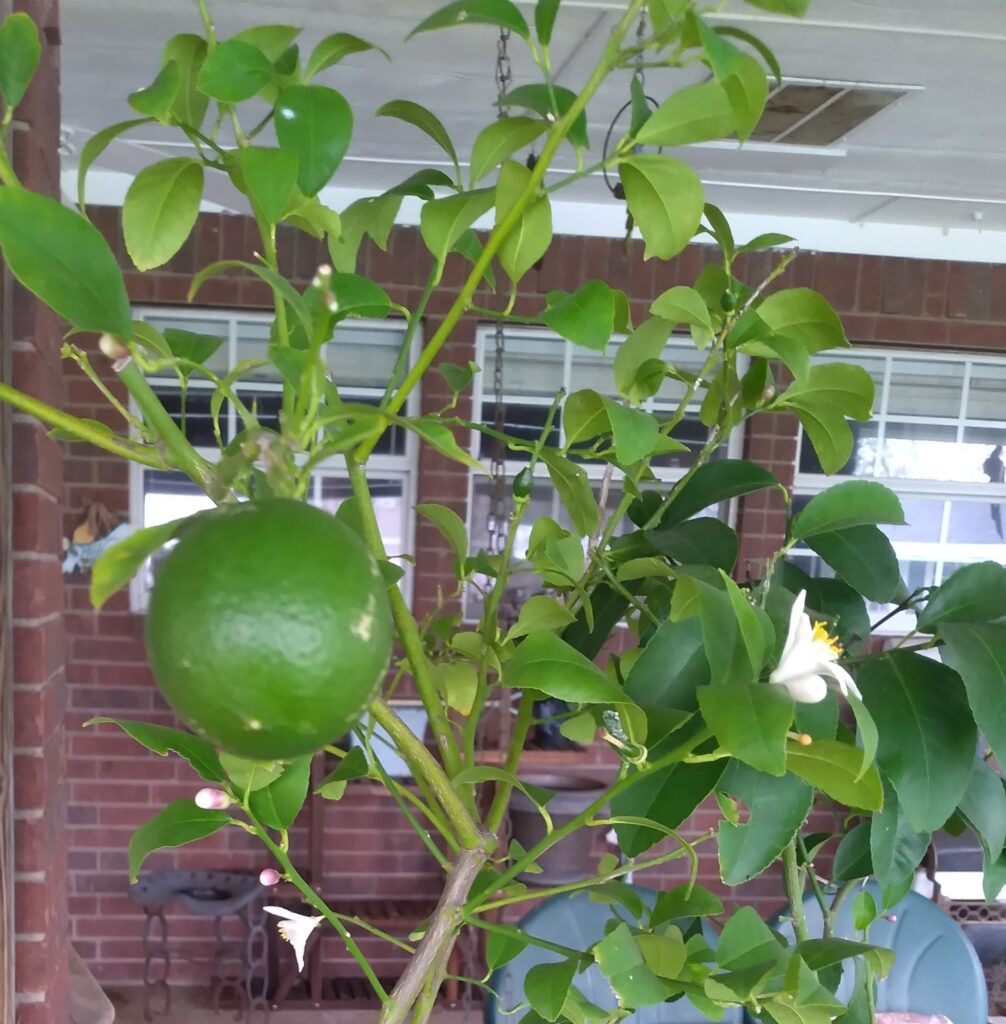 How To Grow Your Own Lemons in North Texas