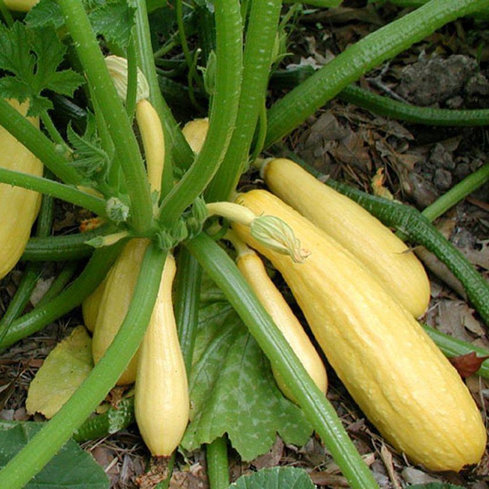 early_summer_golden_yellow_crookneck_squash_plant_1215_detail