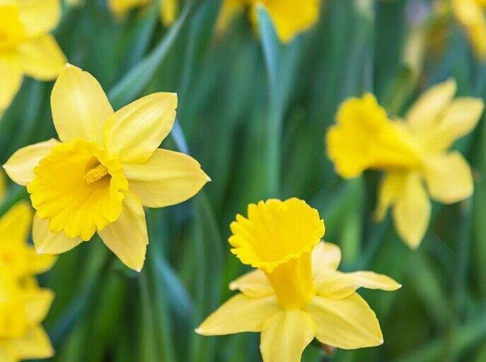 2_daffodil-1024×512