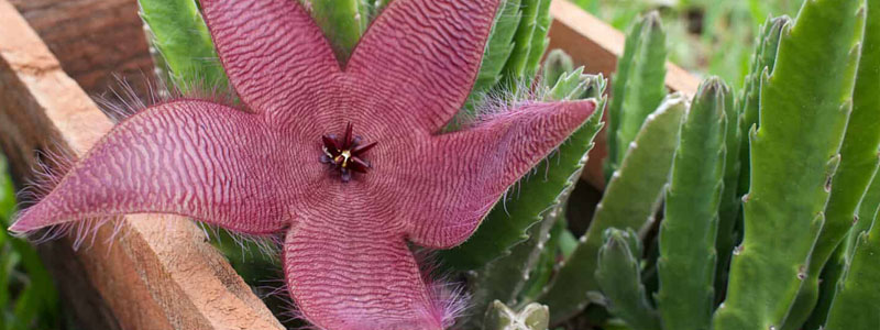 The Succulent Series: Starfish Cactus - Ellis County Master Gardener  Association