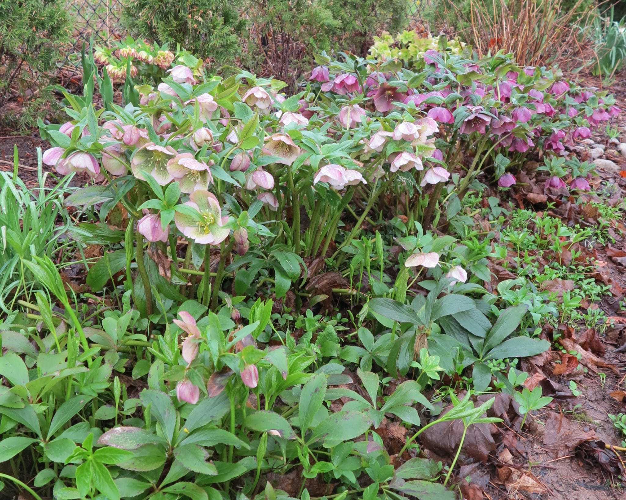hellebore-bed-scaled