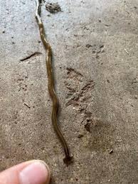 Hammerhead worm
