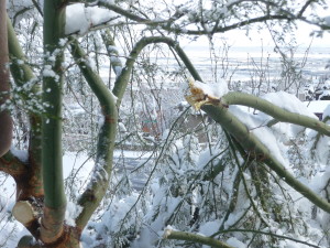 Branch broken by snow