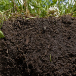 HealthySoil