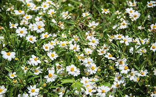 Blackfoot Daisies by Kent Kanouse, CC BY-NC 2.0