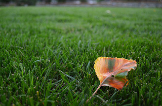 leaf on lawn