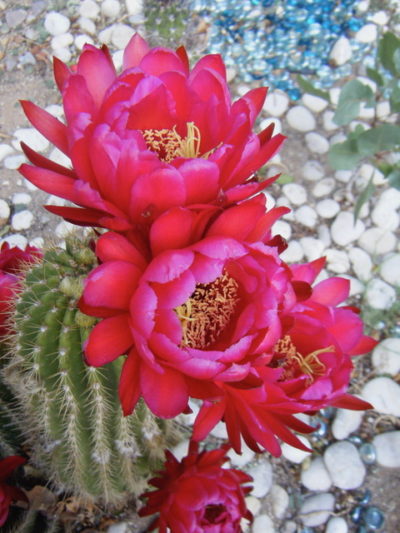 Credit: Torch Cactus (Trichocereus spp.) by Alice Parra, El Paso Master Gardener