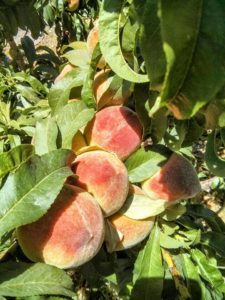 Peaches on a tree
