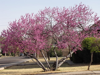 Red Bud in bloom