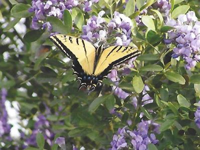 Mountain Laurel + Butterfly