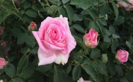 Pink rose-Affirm Rose by Jack Makepeace