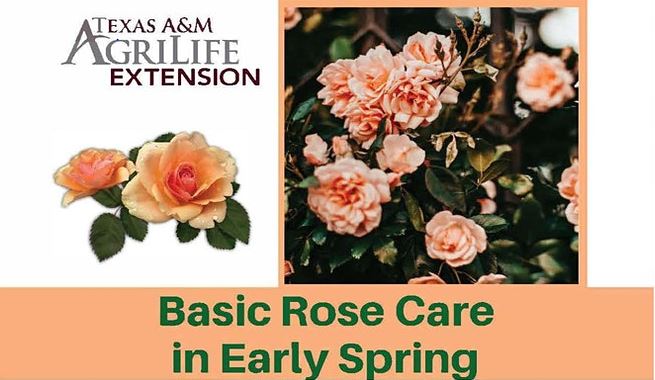 Eventbrite-Basic Spring Rose Care.JPG