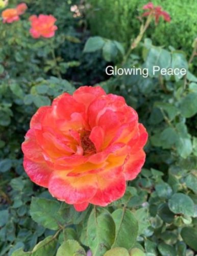 Glowing Peace rose