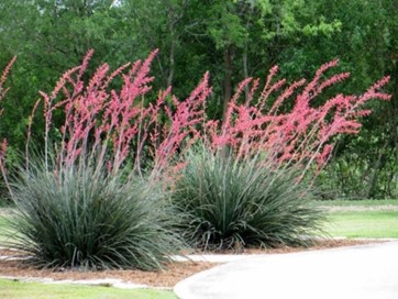 Red Yucca plants in bloom