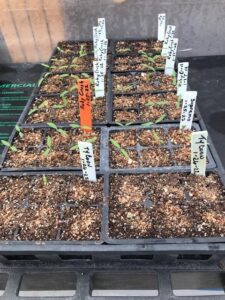 Seedlings at the Master Gardener Greenhouse at the Ascarate Garden