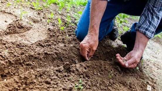 Man planting seeds in a furrow of soil.