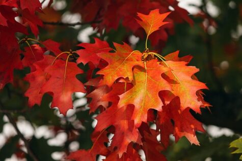 Orange autumn leaves by Manfred Richter via Pixabay
