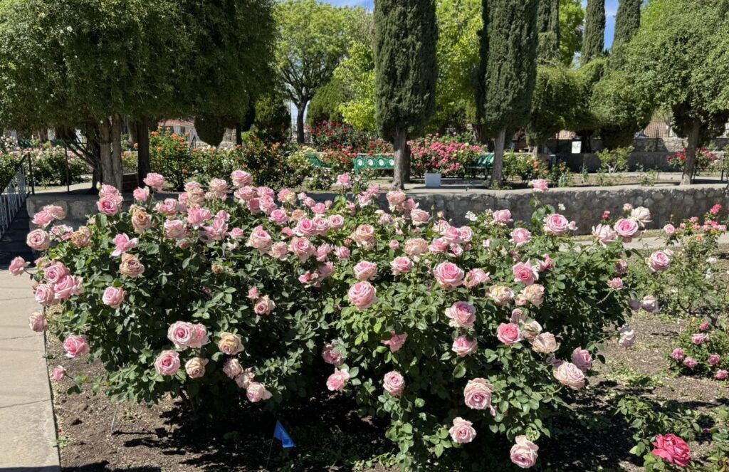 Roses bushes in April 2024 at the El Paso Municipal Rose Garden.