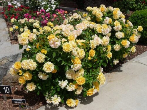 Photo of the Julia Child yellow rose at the El Paso Municipal Rose Garden by MG Marlene Stalker.